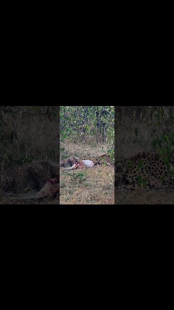 Cheetah And Cub Feeding #shorts | #ShortsAfrica