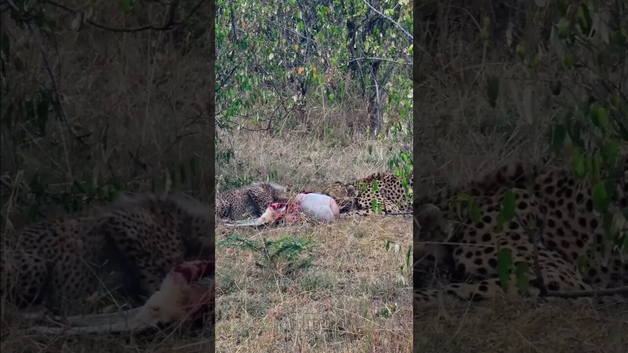 Cheetah And Cub Feeding #shorts | #ShortsAfrica