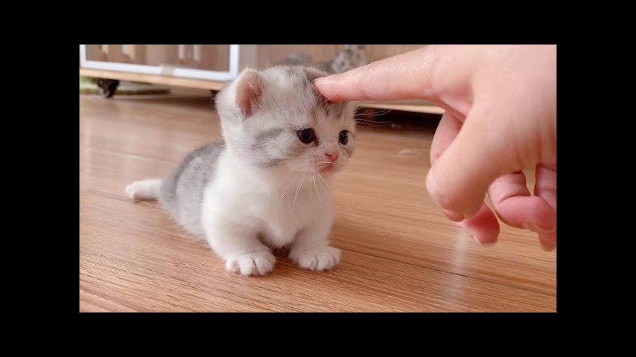 OMG So Cute Cats ❤ Best funny cat videos