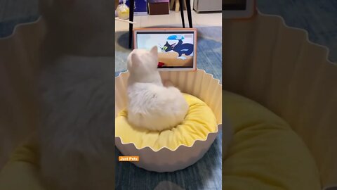 Cat reacts to magic 🪄 #cat #cute #funnyanimals #funnyvideos #tiktok #viral