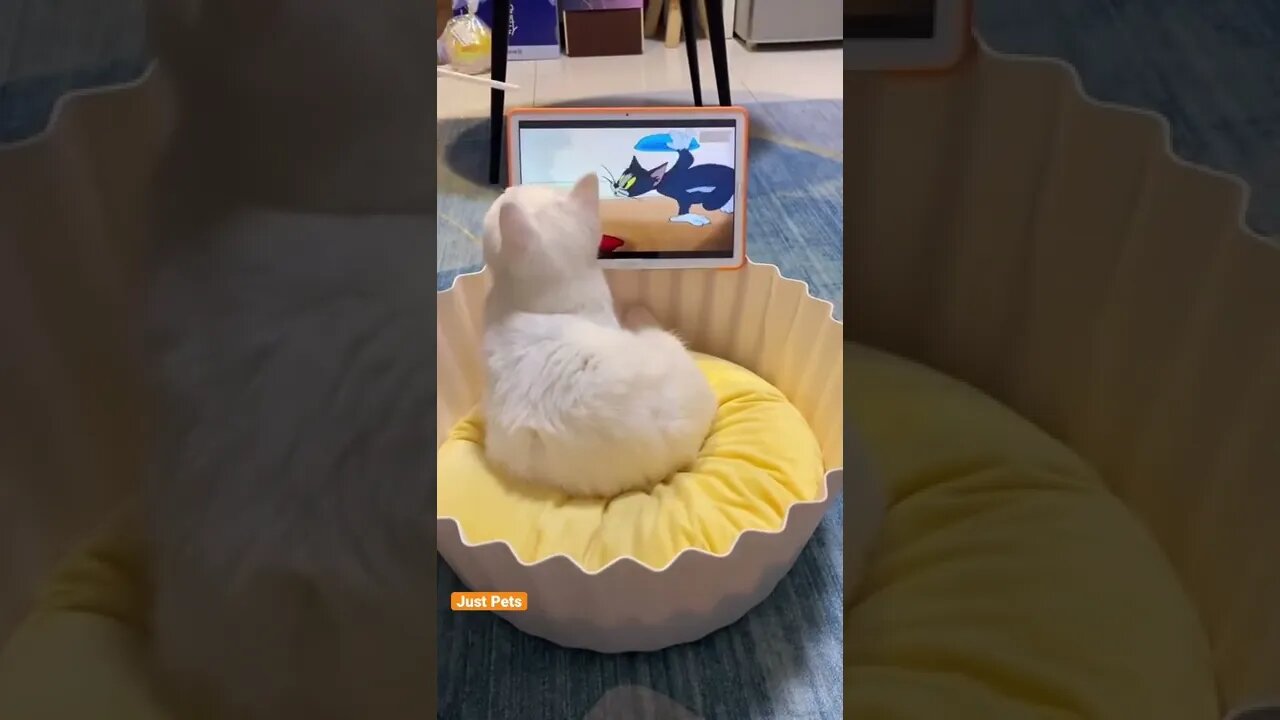 Cat reacts to magic 🪄 #cat #cute #funnyanimals #funnyvideos #tiktok #viral