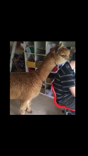 This guy has a pet alpaca and it looks like absolute chaos