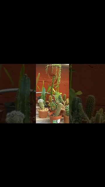 Vivero "Las Orquídeas" #tacuarembó #uruguay (Enero 2023)