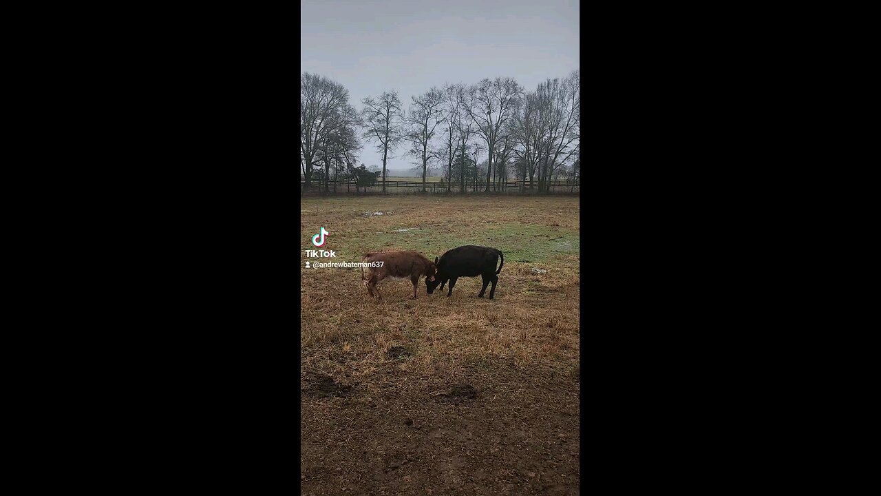 Two heifers playing.