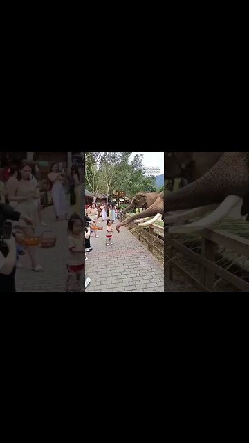 Elephant Gently Steals Fruit from Baby