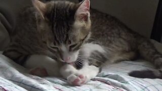 The Grooming Kitten