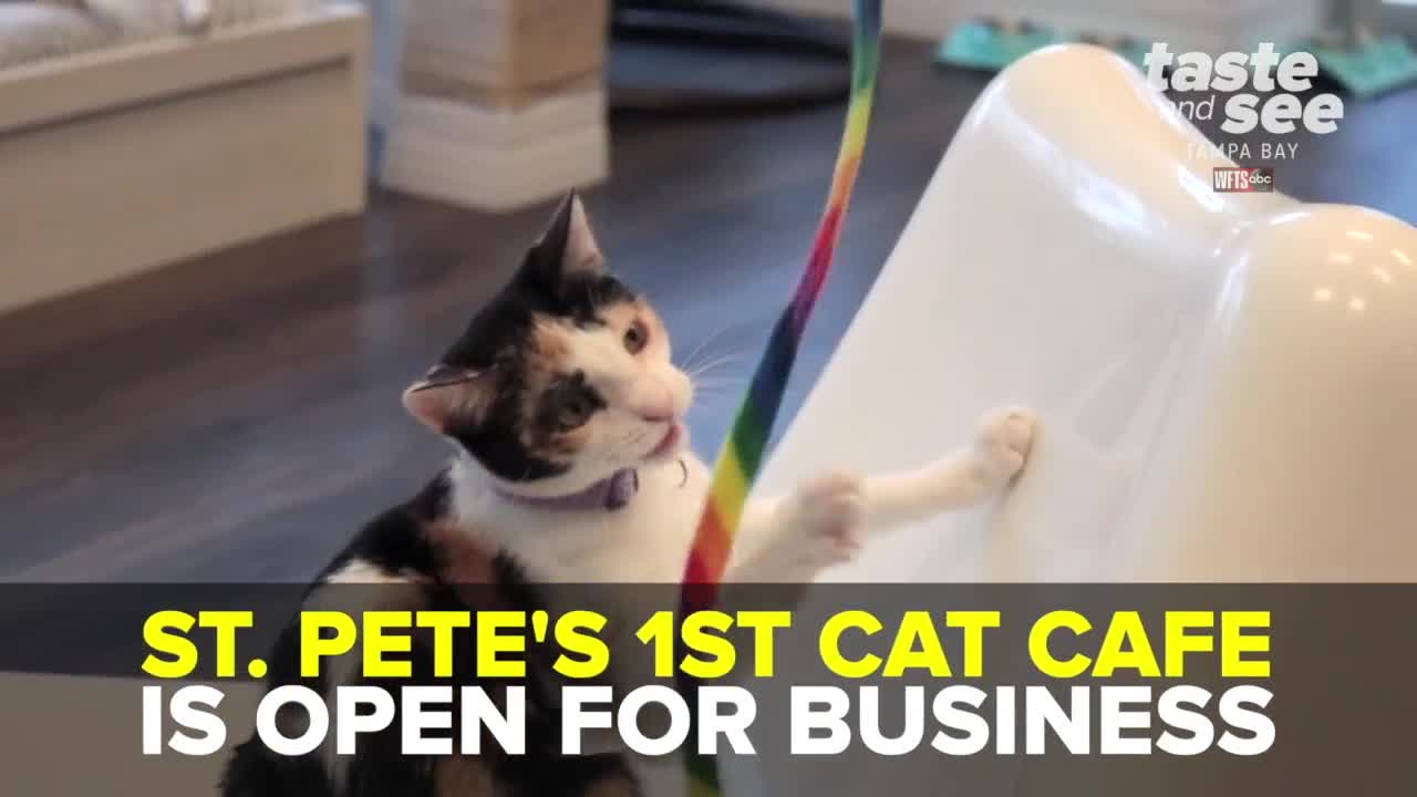 Hang out with kitties at St. Pete's first cat cafe | Taste and See Tampa Bay