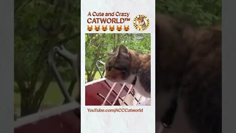 Cat BRILLIANTLY Impersonates a Bird! 🦜😹 (#270) #Shorts