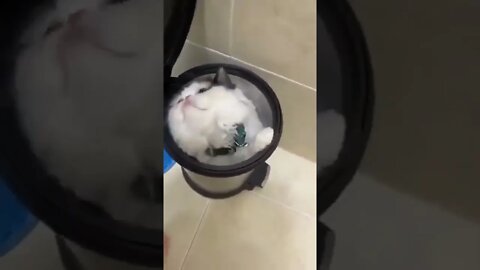 Cat Hiding in The Bin!