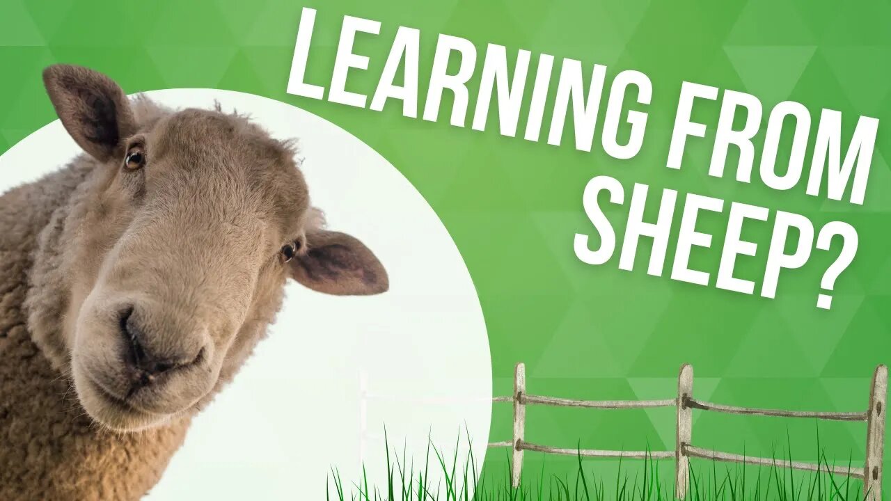 Learning from Sheep?