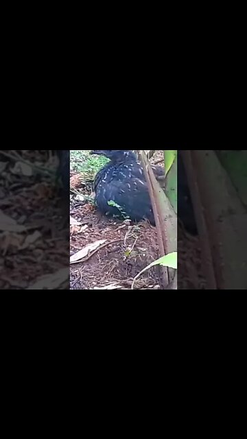 Jacu e seus filhotes deitado na terra