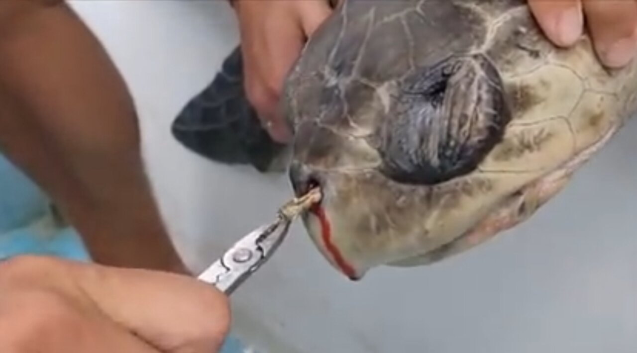 Educational video - Sea Turtle with Straw up its Nostril - _NO_ TO PLASTIC STRAWS(480P)