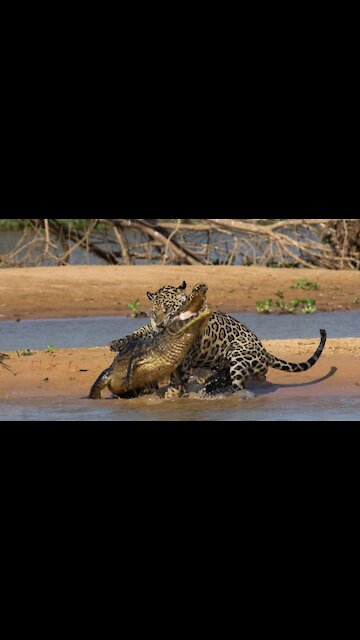 jaguar vs crocodile status (khal nayak song)khalnayak खलनायक वाइल्ड लाइफ #shorts watch video