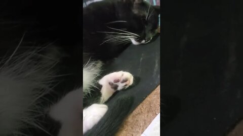 Kitten Friend's Whiskers Twitching in her Dream while Sleep on Mousepad