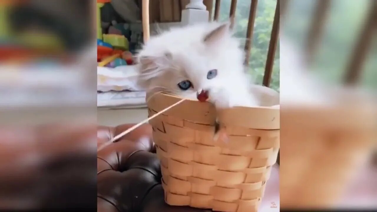 Baby Cats