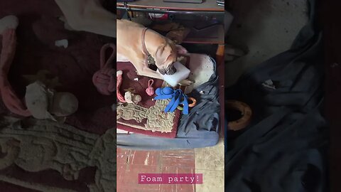 Rip and tear! #like #love #shortsvideo #dogs #happy #goodmorning #kids #subscribe #shortvideo #dog