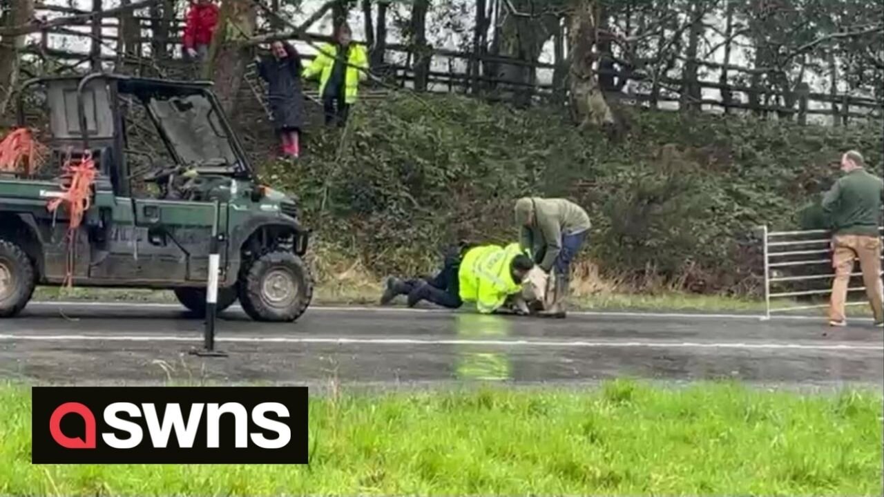 Police chase was captured on video after five SHEEP escaped onto a main road.