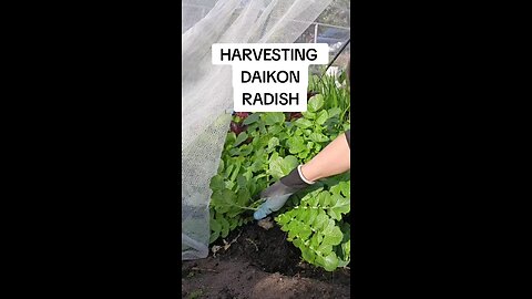 harvesting daikon radish