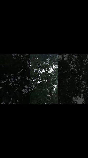 Bat's everywhere on tree 😁