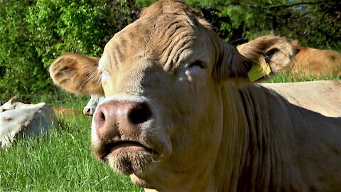 Most relaxed cow in the world chews her cud in a sunny meadow
