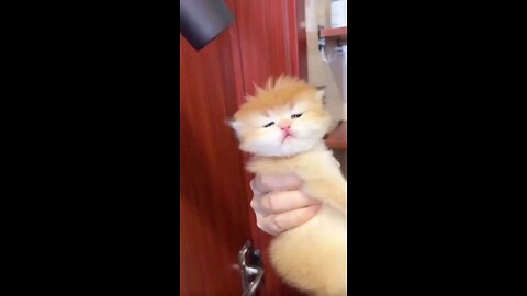 Funny and Cute Cat