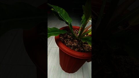 philodendron king of FIRE |ga kerasa udah gede..