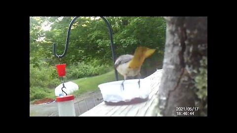 Birds Eating Grape Jelly, Mainly Orioles