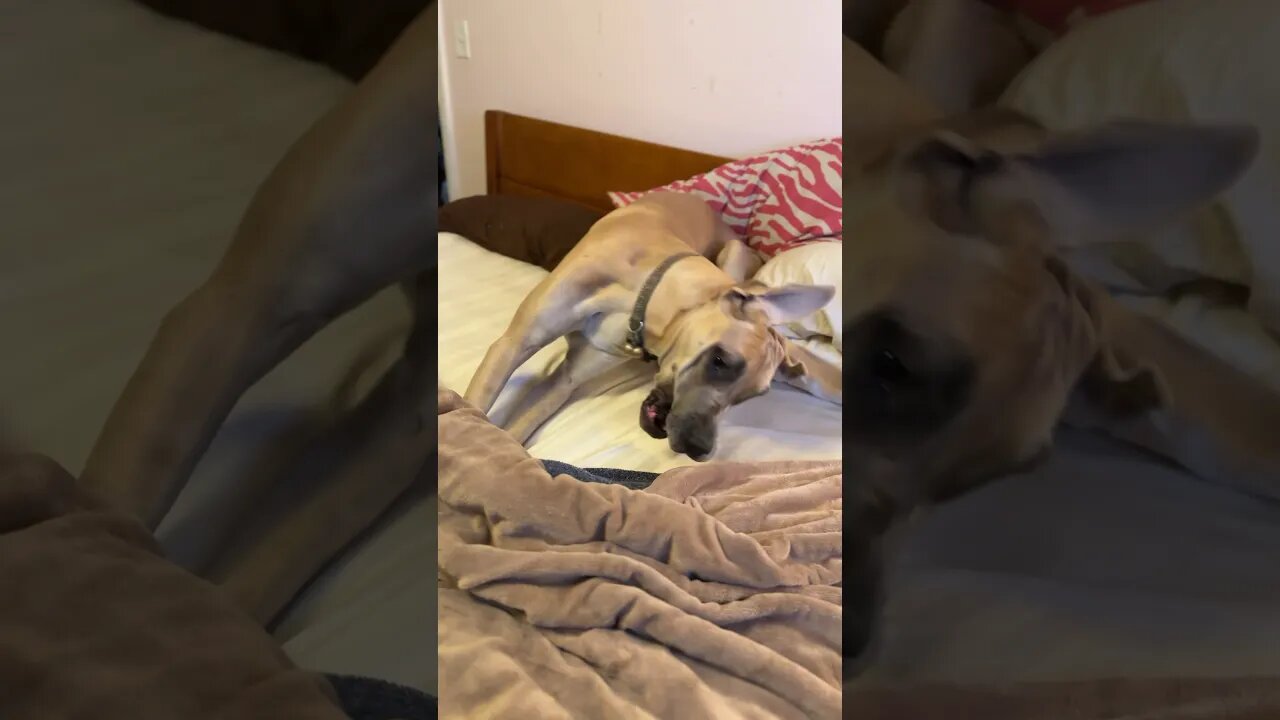 Destroying the bed!!!!😂🤣#love #dog #shortsvideo 🤣😂#amazing #dogs #foryou #new #funnyvideo #funny