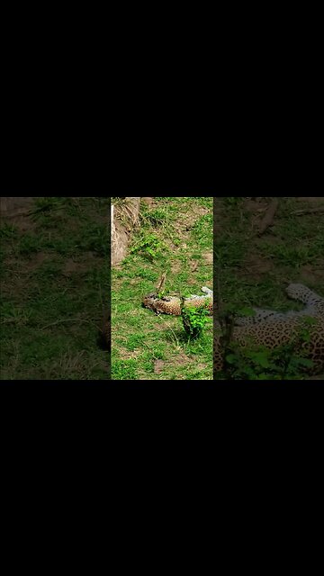 Playful Cute Leopard Cub #Wildlife | #ShortsAfrica