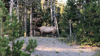 An Elk Passes By