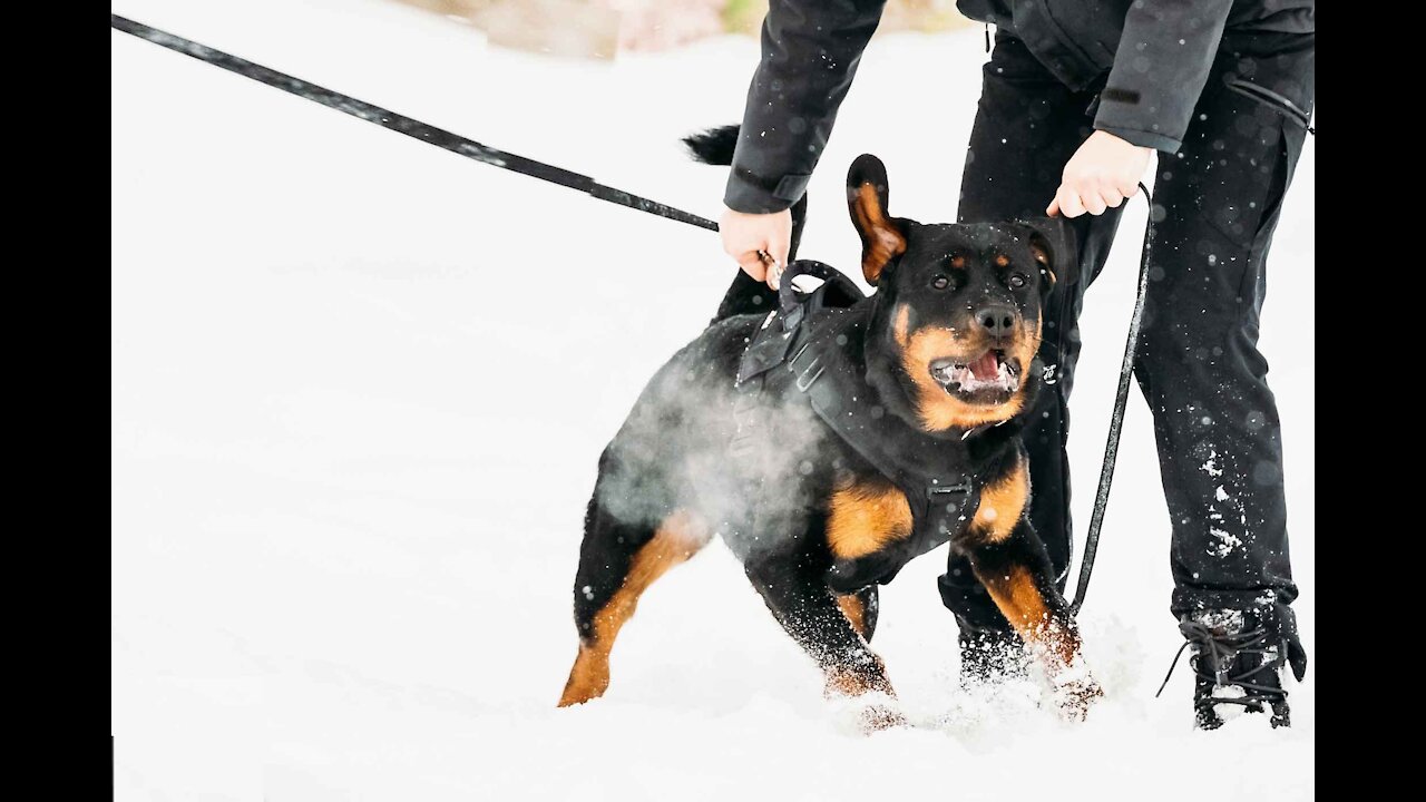 SMALL DOG IS A TERROR ON THE LEASH (how to)