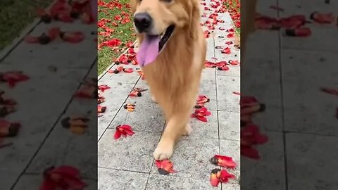 Funny Dog walking outside home #petvideos #funnyvideo