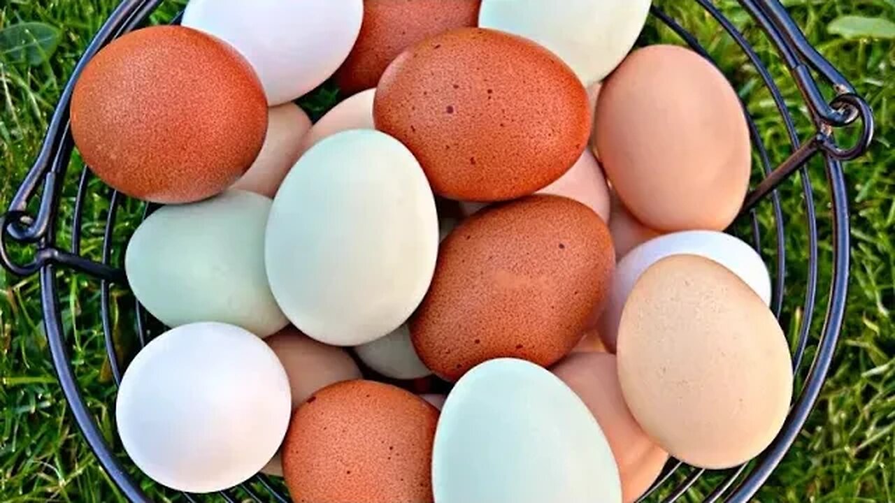 Why are eggs so expensive? This is why!