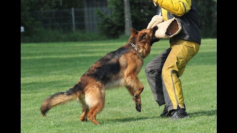 Step by Step guard dog all you need!!