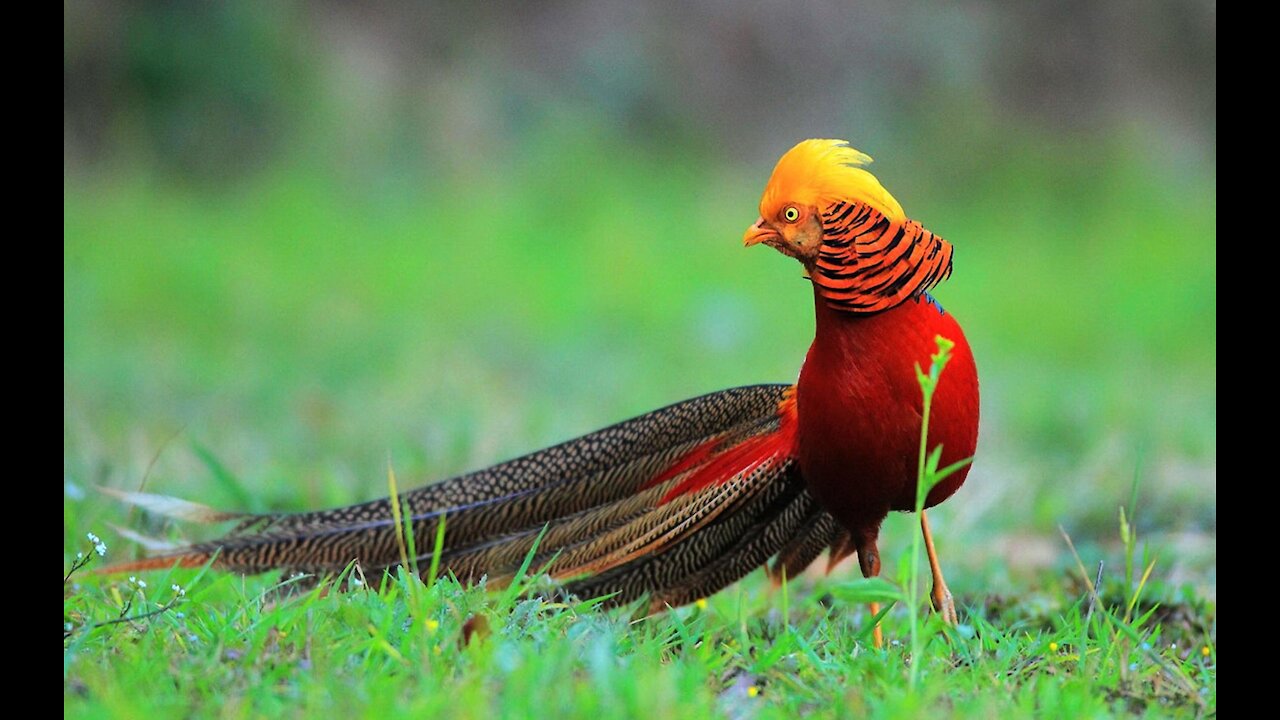 Beautiful Golden Pheasants and Wading