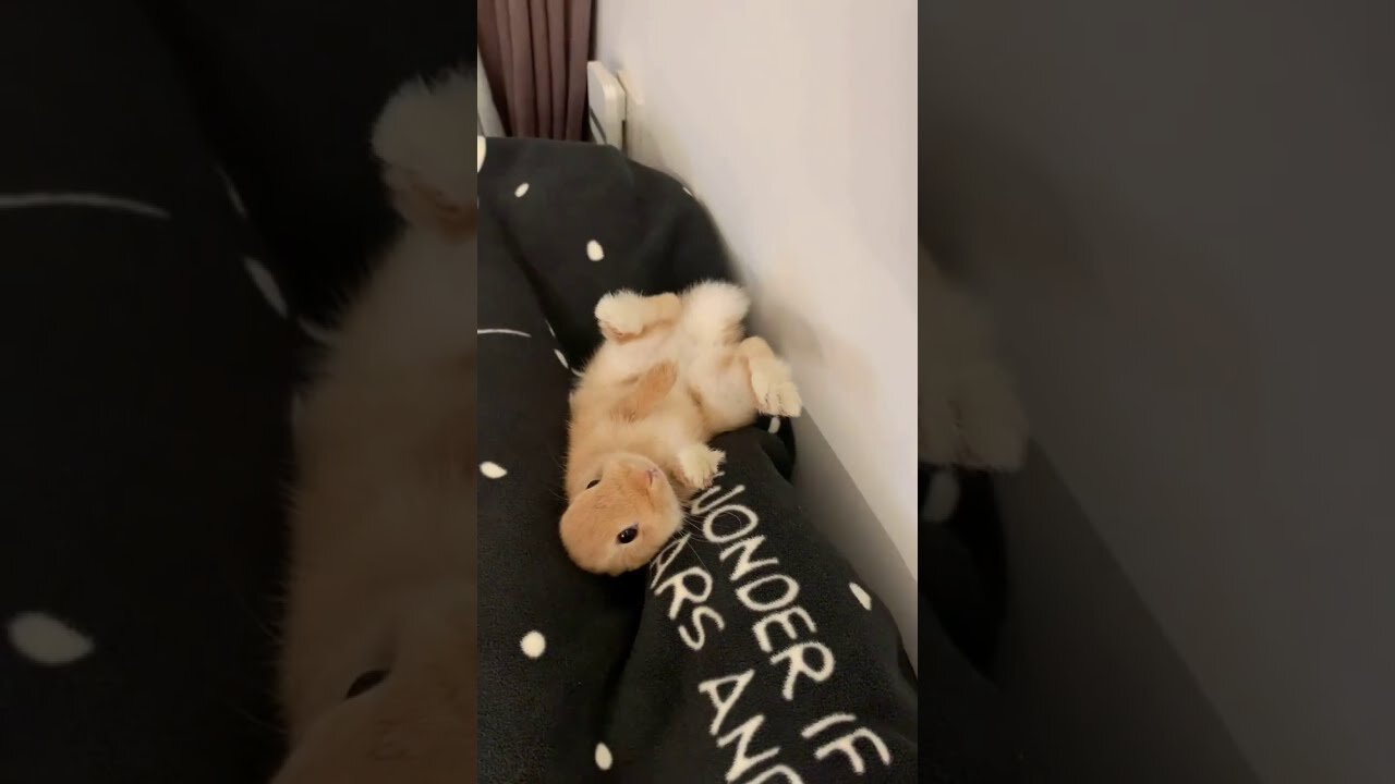 Cute Bunny Loves The Couch And Flops!