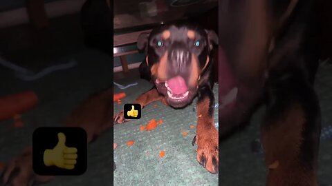 VIRAL CUTE DOG ENJOYS CRUNCHY ASMR #shorts #short #asmr #youtube #viral