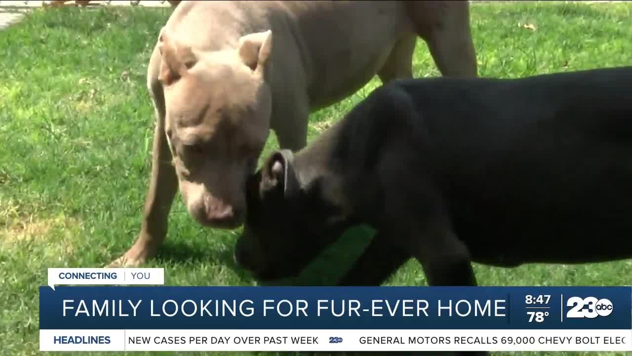 Pet of the Week: family of pups looking for forever home