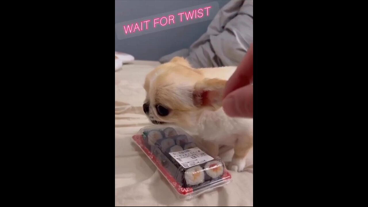 Pet kids video