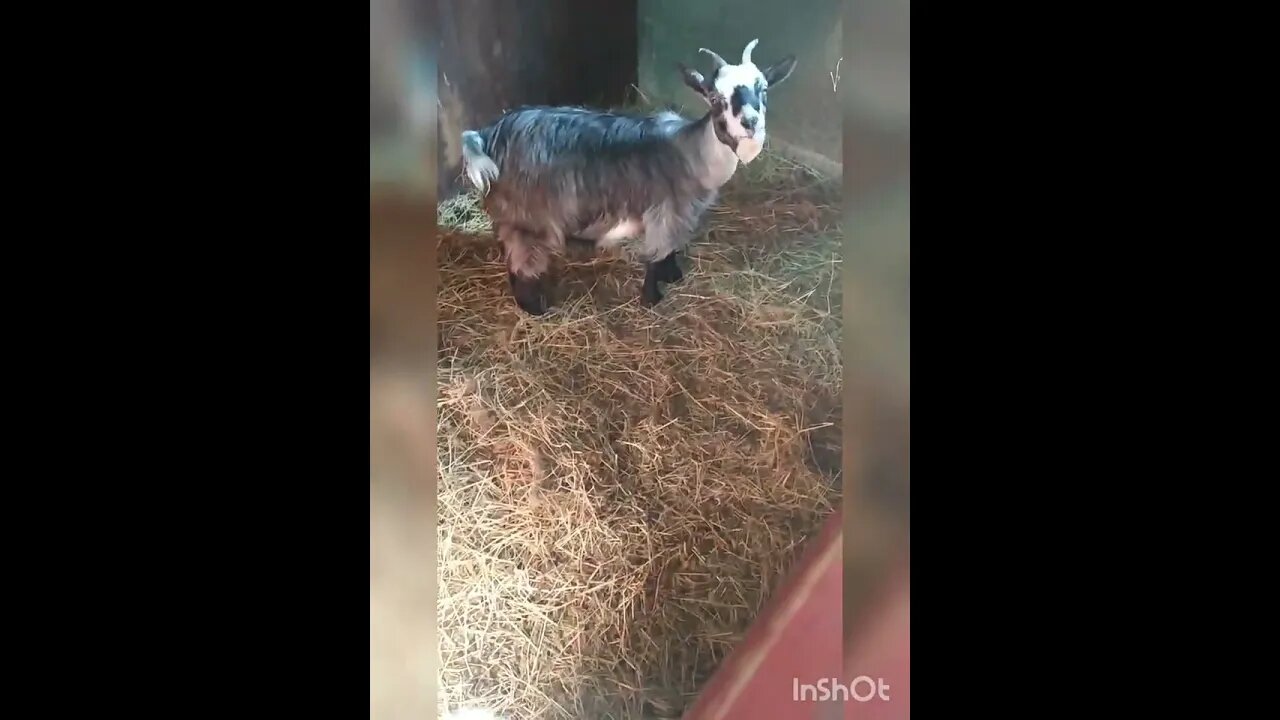 Mama goat and her baby