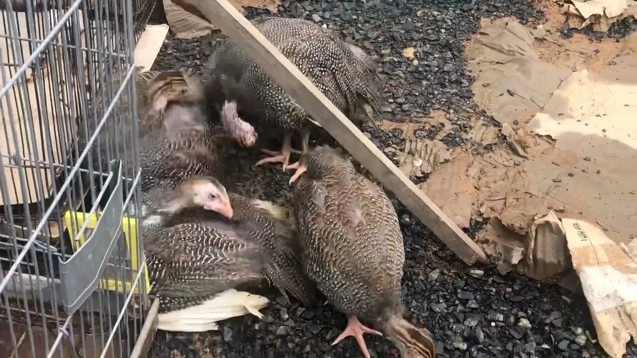 Long relaxing visit with Jerry, Elaine, George and Kramer on their first day outdoors