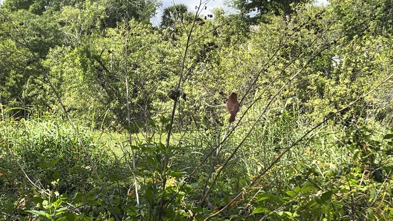 Cardinal visiting March 31 2024