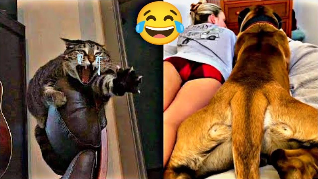 Funny Animal Videos 2024 🤣