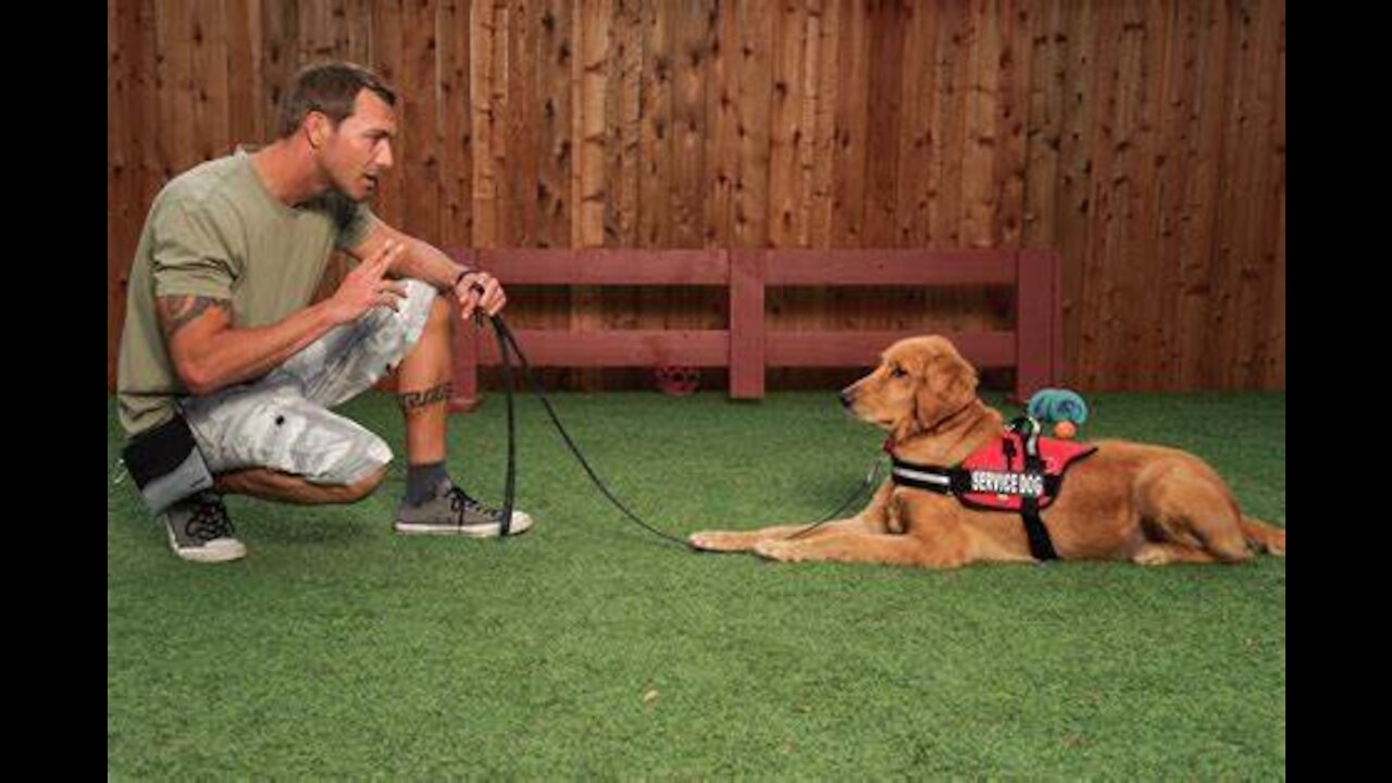 Dog Training At Home For Free