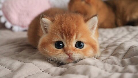 Funniest cats and dogs 🐶🐱 part 11