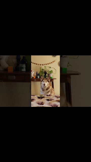 Will Fabius eat Green Beans? #shorts