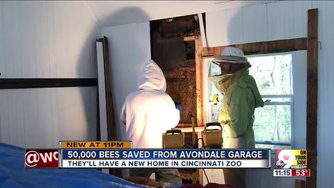 50,000 bees saved from garage, relocated to zoo