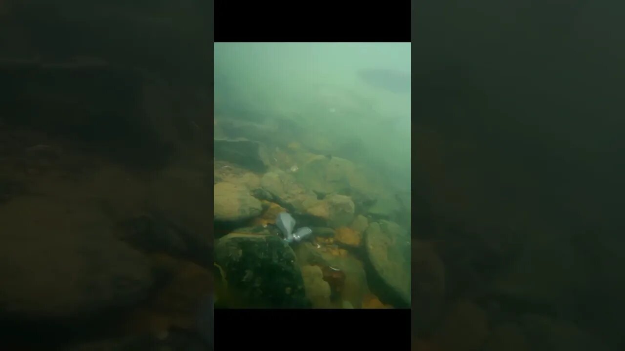 fish underwater