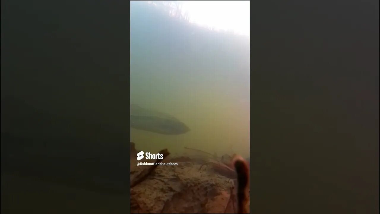 Largemouth in small pond