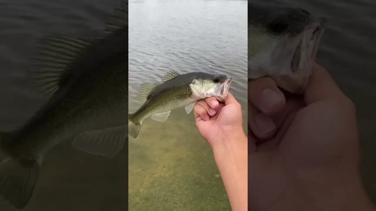 Bass on the Shaky Head rig!